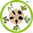 Baumlegekreis mit Spitzahorn, Feldahorn, Schwarzerle, Weißerle und Silberpappel