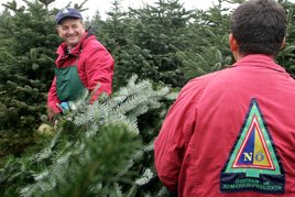zwei Männer wählen Weihnachtsbäume für den Verkauf aus
