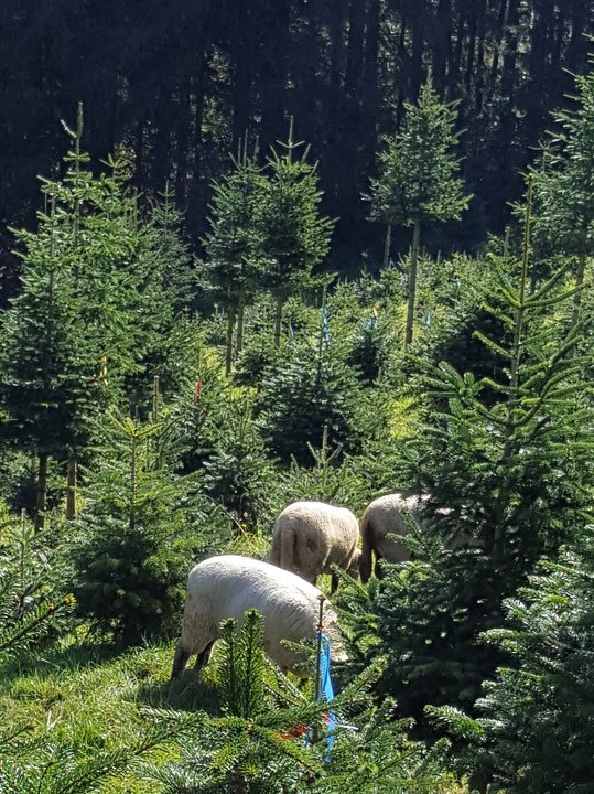 Schafe werden als natürlicher Rasenmäher eingesetzt ©www.weihnachtsbaum.at