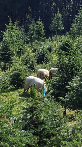 Schafe werden als natürlicher Rasenmäher eingesetzt ©www.weihnachtsbaum.at