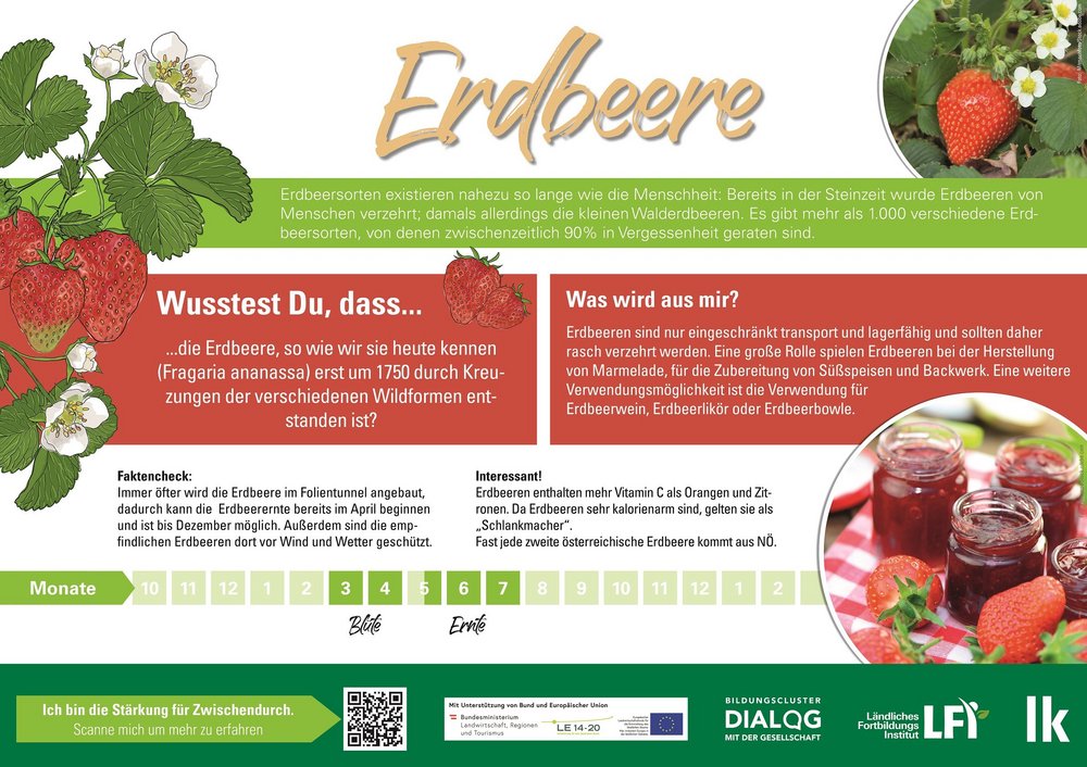 Erdbeer-Fakten mit Grafik auf Infotafel zum Download über Österreich