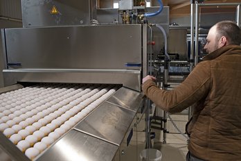 weiße Eier vor dem Färben