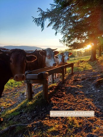 Kühe bei Tränke auf der Alm
