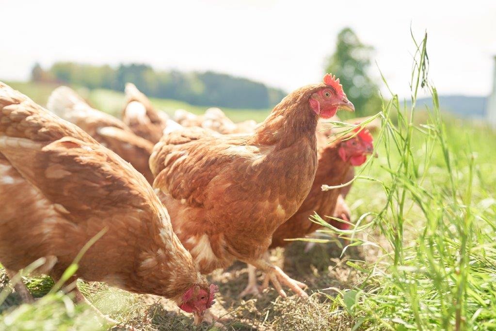 Hühner beim Picken auf der Wiese - dank eines mobilen Hühnerstalls wird das Gras geschont und es kommt auch der Gesundheit der Hühner zu Gute