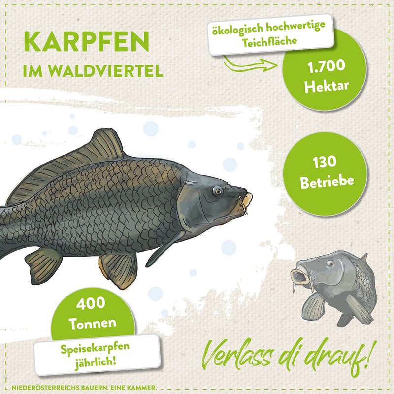 Karpfen im Waldviertel