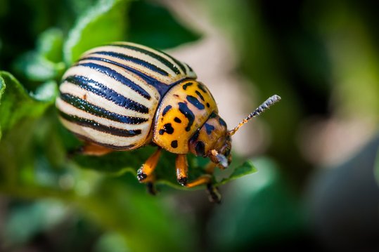Erdäpfelkäfer
