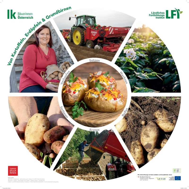 Plakat Kreislauf Kartoffel