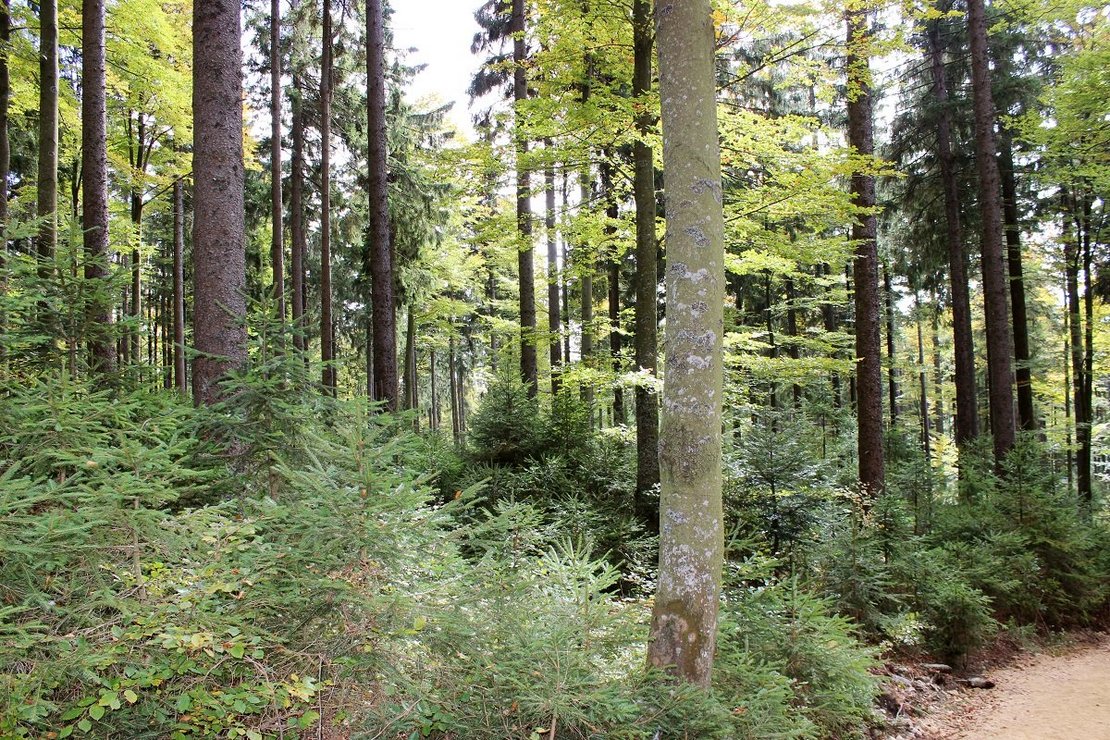 Wald mit Naturverjüngung ©Forstabteilung/LK NÖ