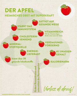 Erklärungs Grafik Apfel