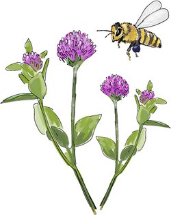 Illustration Klee mit Biene