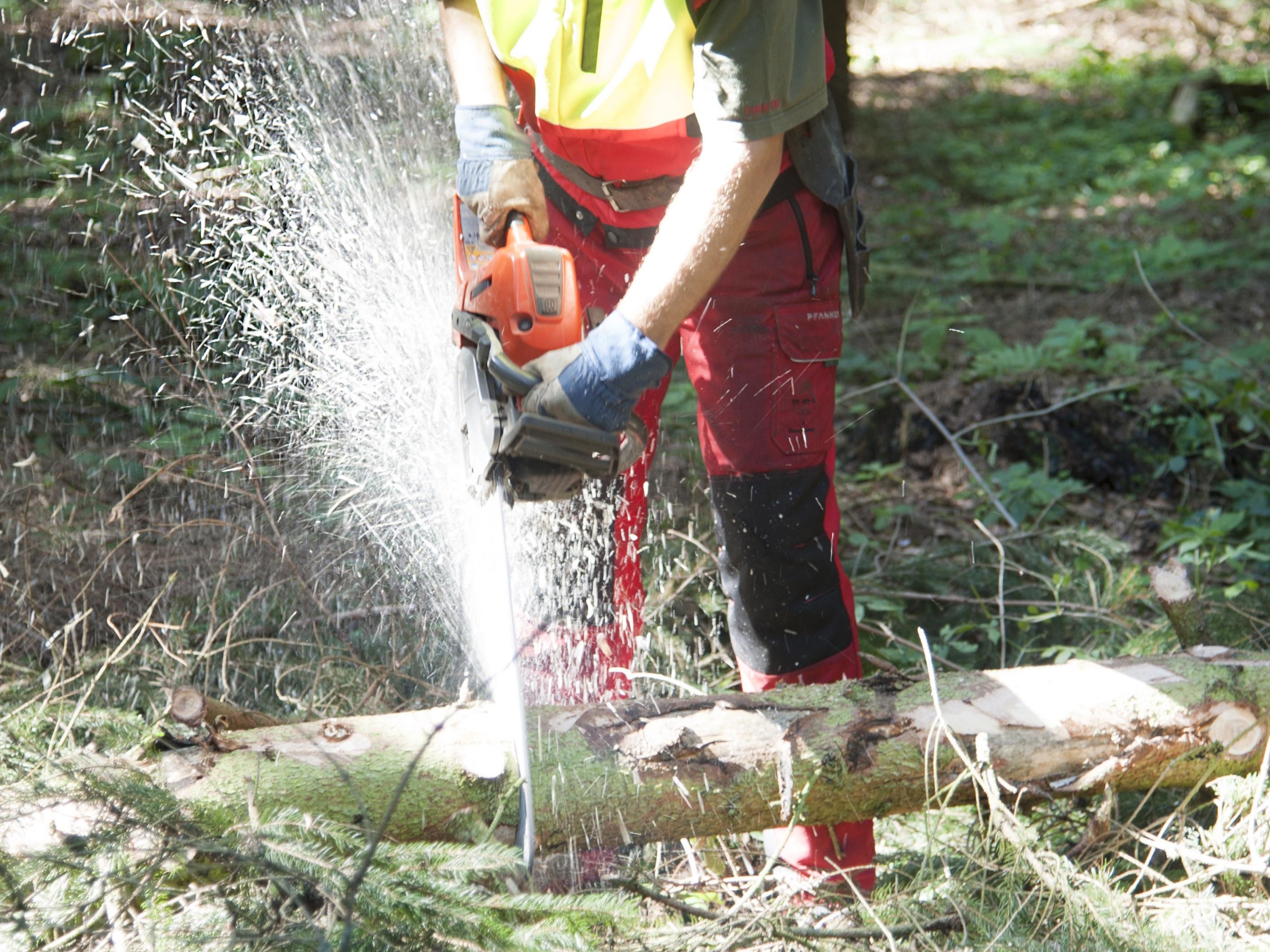 Forstwirt schneidet mit Motorsäge im Wald