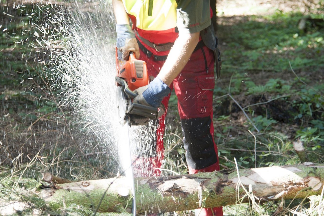 Forstwirt schneidet mit Motorsäge im Wald