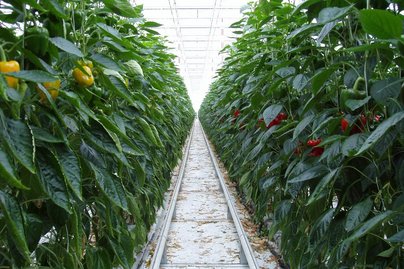 Paprika ©AMA Marketing