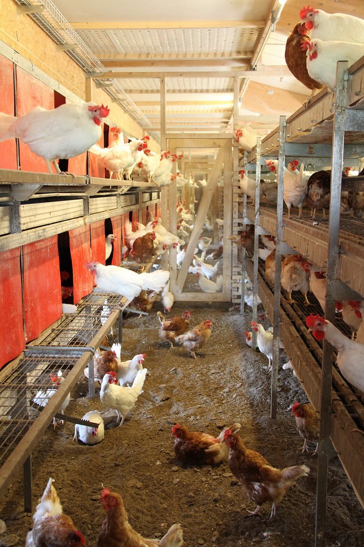 Hühnerhaltung biologische Landwirtschaft Innenraum