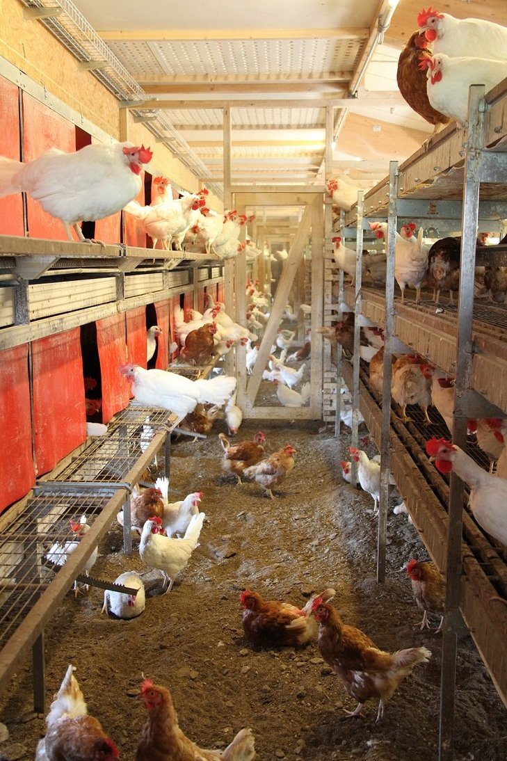 Hühnerhaltung biologische Landwirtschaft Innenraum
