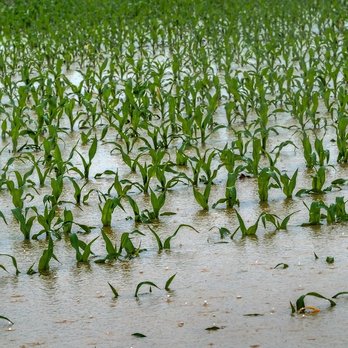 Hochwasser am Maisfeld