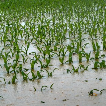 Hochwasser am Maisfeld