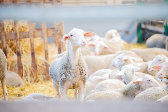 Milchschafe am Käsehof Sterkl