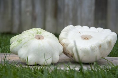 Patisson - Ufokürbis ©Sonja Hießberger/LK Niederösterreich