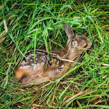Erfolgreiche Rehkitzrettung, Kitz wurde duch einen Jäger am Ran