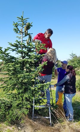 Ernte der Zapfen vom Nadelbaum