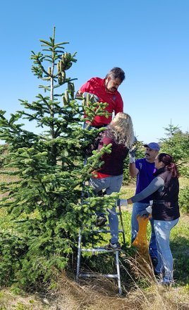 Ernte der Zapfen vom Nadelbaum