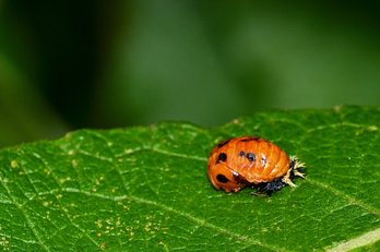 Marienkäferpuppe ©pixabay