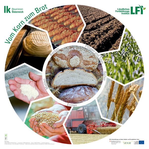 Plakat Vom Korn zum Brot - Landwirtschaft verstehen