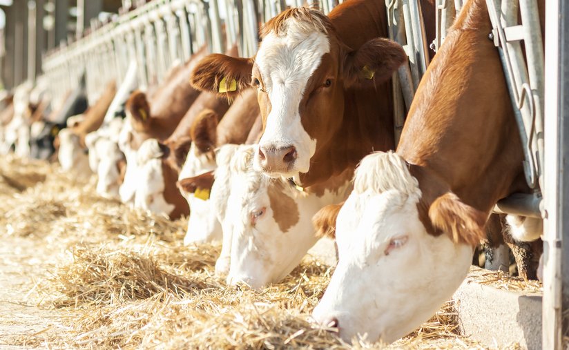 Rinder im Stall ©Franco Nadalin/fotolia