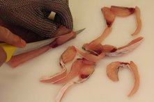 Karpfen-Streifen ©Viktor Divos/Archiv Aqua