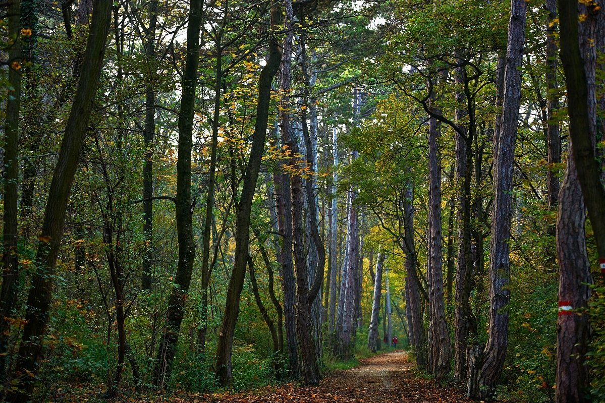 Mödlinger Wald ©BMLRT/Alexander Haiden