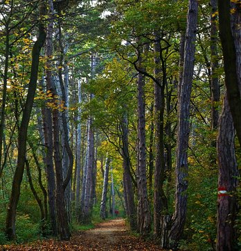 Mödlinger Wald ©BMLRT/Alexander Haiden