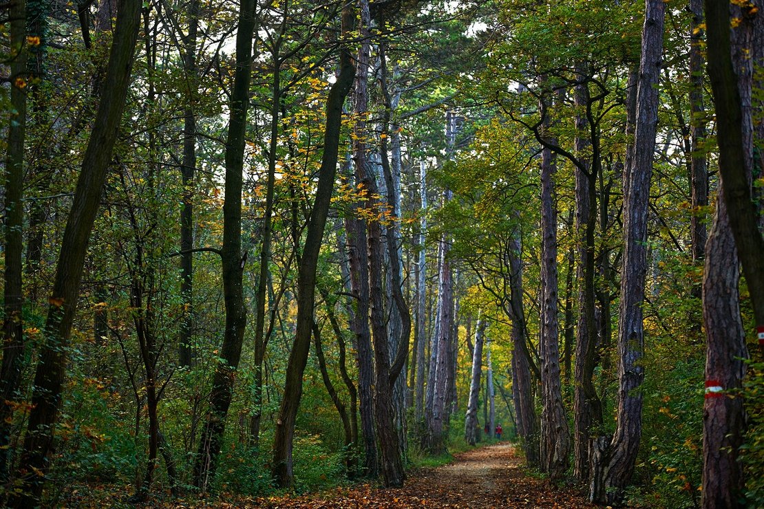 Mödlinger Wald ©BMLRT/Alexander Haiden