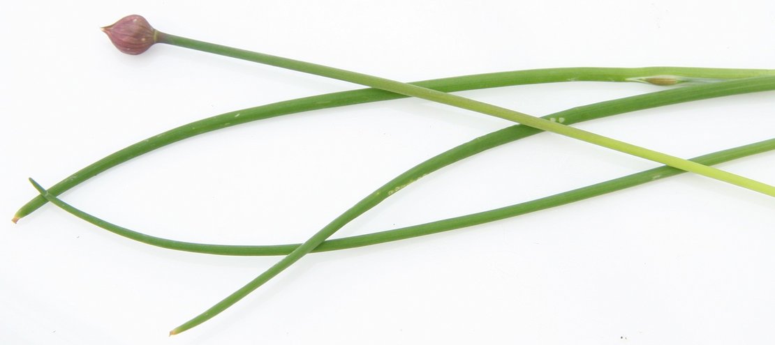 Schnittlauch