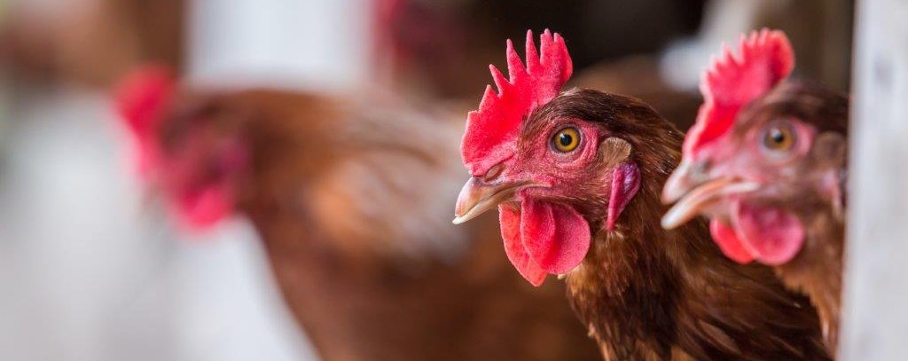 Hühner schauen aus dem Hühnerstall heraus