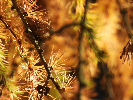 verfärbte Lärche im Herbst