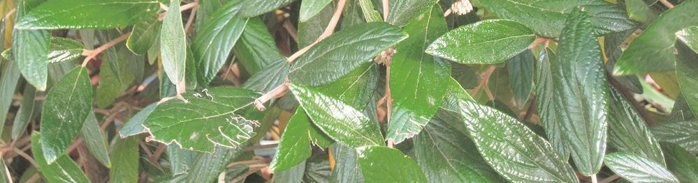 ©Christian Kornherr/LK Niederösterreich