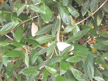 ©Christian Kornherr/LK Niederösterreich