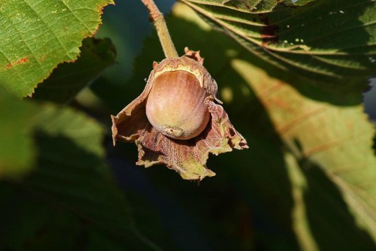 Haselnüsse kann man ernten, wenn sie sich aus den Fruchthüllen lösen lassen. ©pixabay