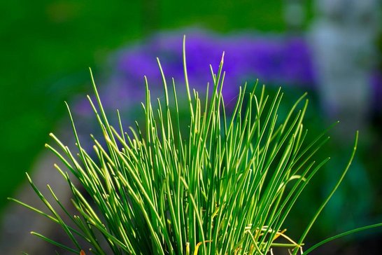 Schnittlauch und Rhabarber können jetzt gepflanzt werden. ©pixabay