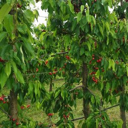 Kirschbäume mit Bewässerung und reifen Früchten