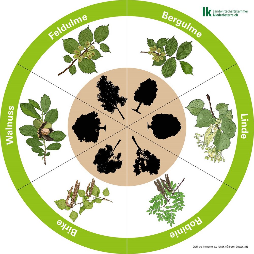 Baumlegekreis mit Feldulme, Bergulme, Linde, Robinie, Birke und Walnuss