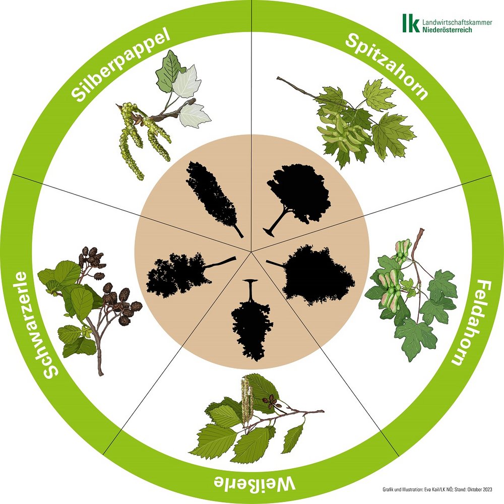 Baumlegekreis mit Spitzahorn, Feldahorn, Schwarzerle, Weißerle und Silberpappel