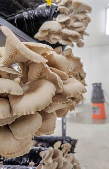 Bio-Austernseitlinge im umgebauten Stall