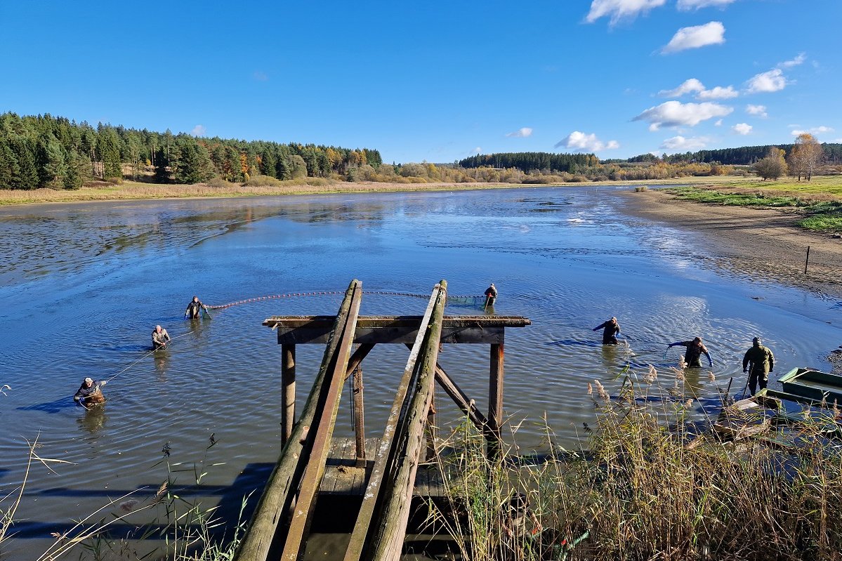 Abfischung Flachauerteich Gut Ottenstein