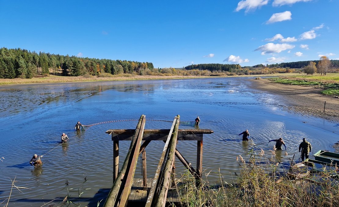 Abfischung Flachauerteich Gut Ottenstein