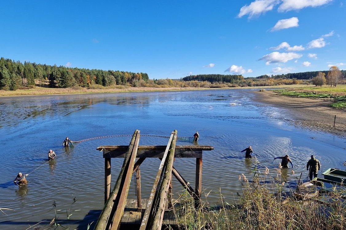 Abfischung Flachauerteich Gut Ottenstein