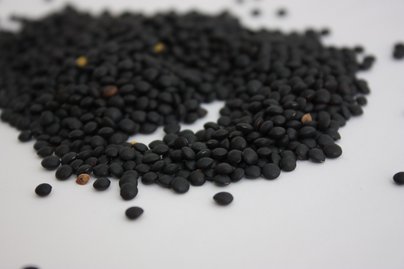 Schwarze Linsen oder Belugalinsen