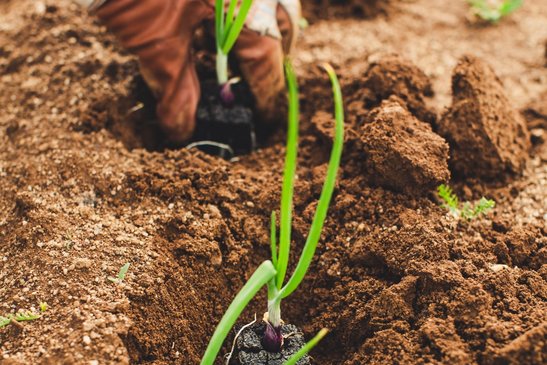 Einsetzen Zwiebeln in Erde