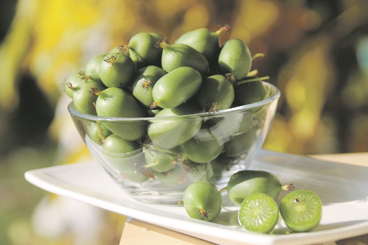 Die Früchte der Minikiwi reifen im Oktober, können mitsamt der Schale verzehrt werden und schmecken intensiv nach – wie soll es anders sein – Kiwi. ©Sonja Hießberger/LK Niederösterreich